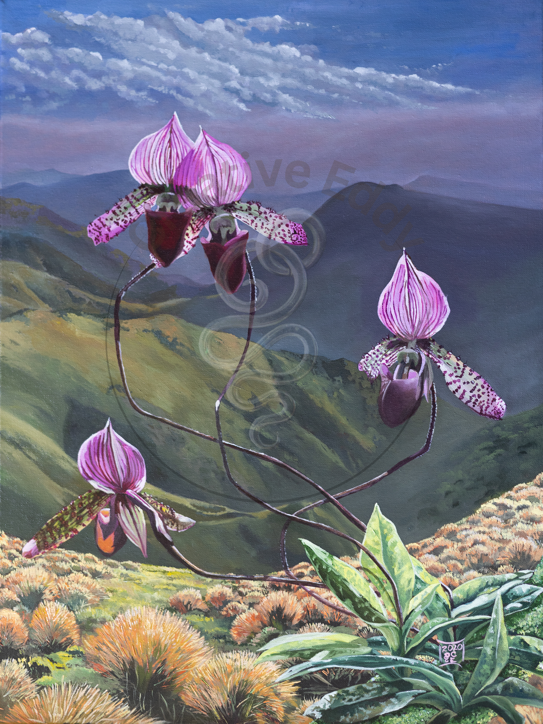 Backlit Orchids Canvas Print